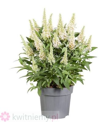 Budleja Butterfly Candy Little White – karłowa budleja Dawida o białych kwiatach