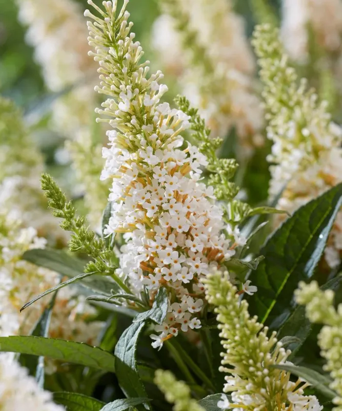 Budleja Butterfly Candy ‘Little White’ – karłowa budleja o białych kwiatach
