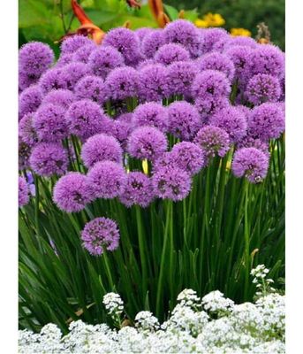 Czosnek ozdobny Millenium – długo kwitnący czosnek bylinowy