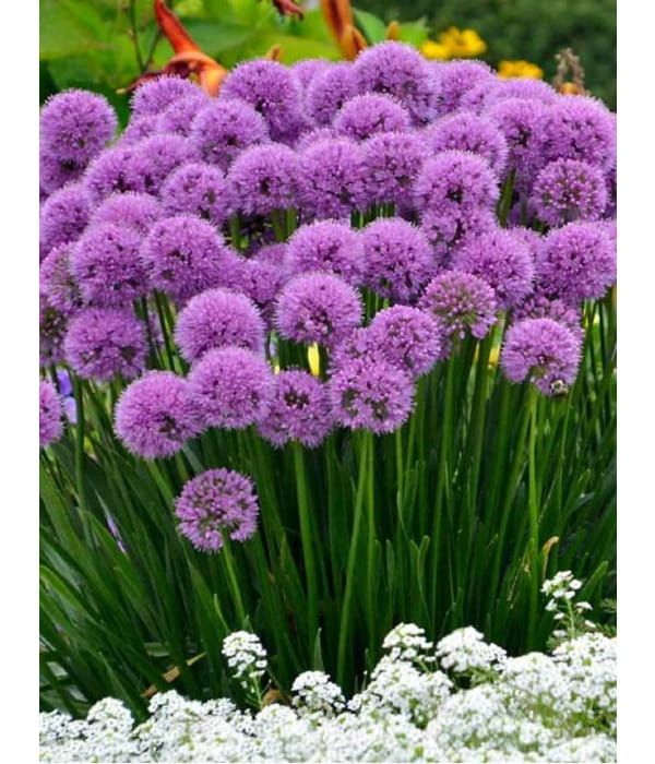 Czosnek ozdobny Millenium – długo kwitnący czosnek bylinowy