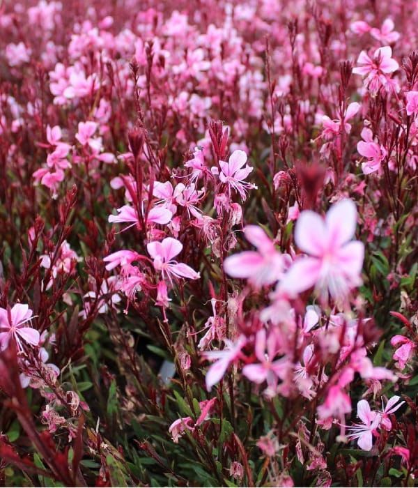 Gaura ‘Passionate Blush’ – różowo-purpurowa długo kwitnąca bylina