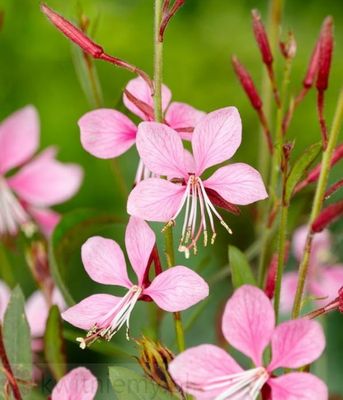 Gaura lindheimeri Siskiyou Pink – zwiewna bylina na słoneczne rabaty ogrodowe