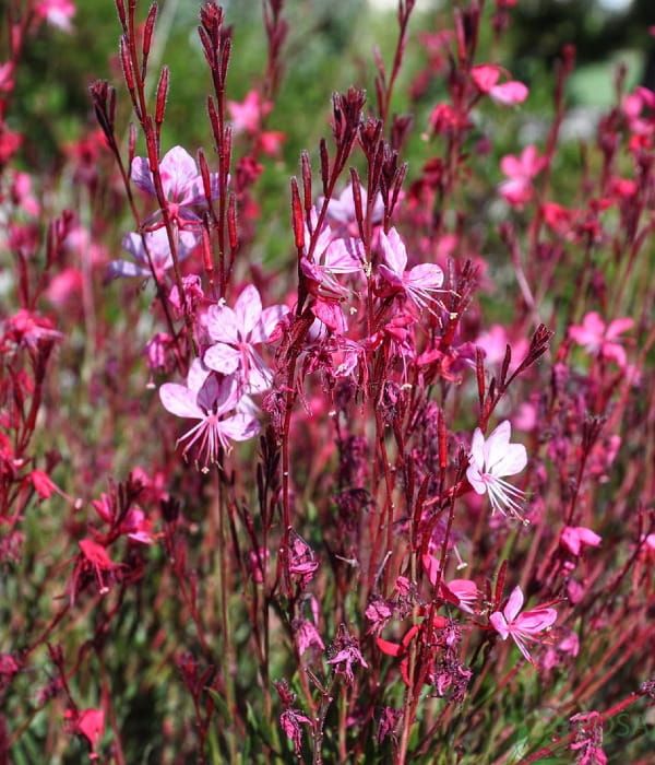 Gaura ‘Tutti Frutti’ – długo kwitnąca bylina o różowych kwiatach