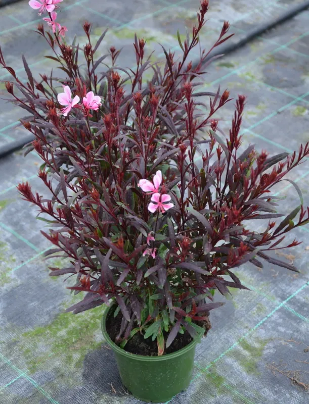 Gaura ‘Tutti Frutti’ –  bylina o różowych kwiatach
