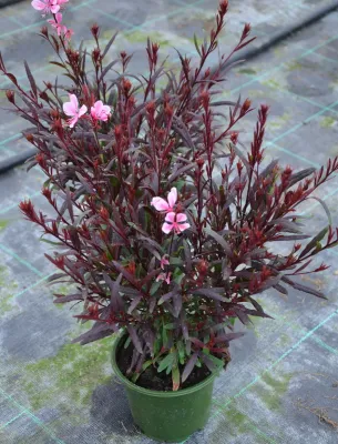 Gaura ‘Tutti Frutti’ –  bylina o różowych kwiatach