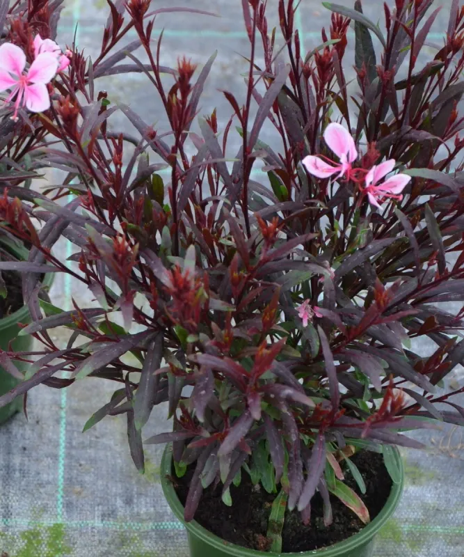 Gaura ‘Tutti Frutti’