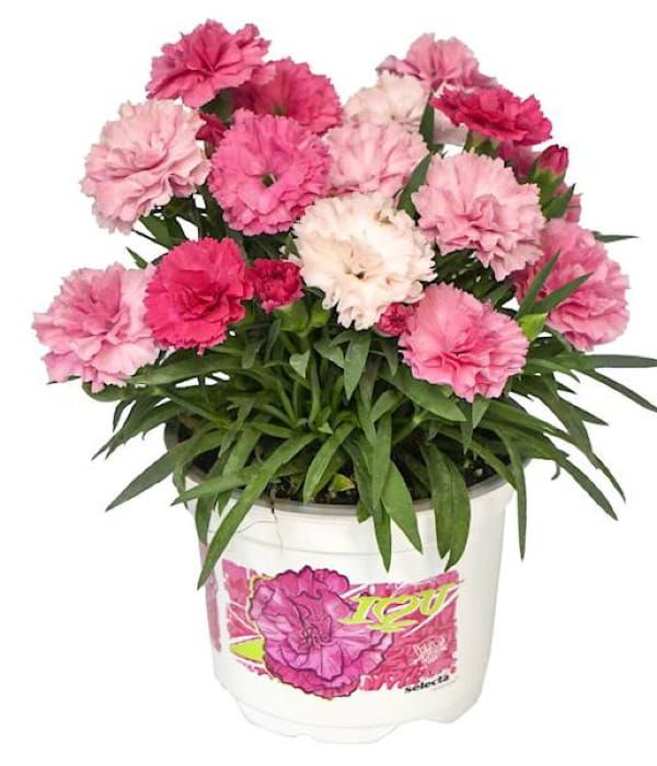 Goździk ‘I Love U’ – bylina o intensywnie różowych kwiatach