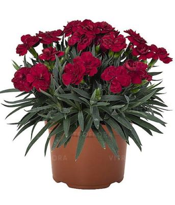 Goździk ‘Peman Red’ –czerwony, kompaktowy goździk ogrodowy