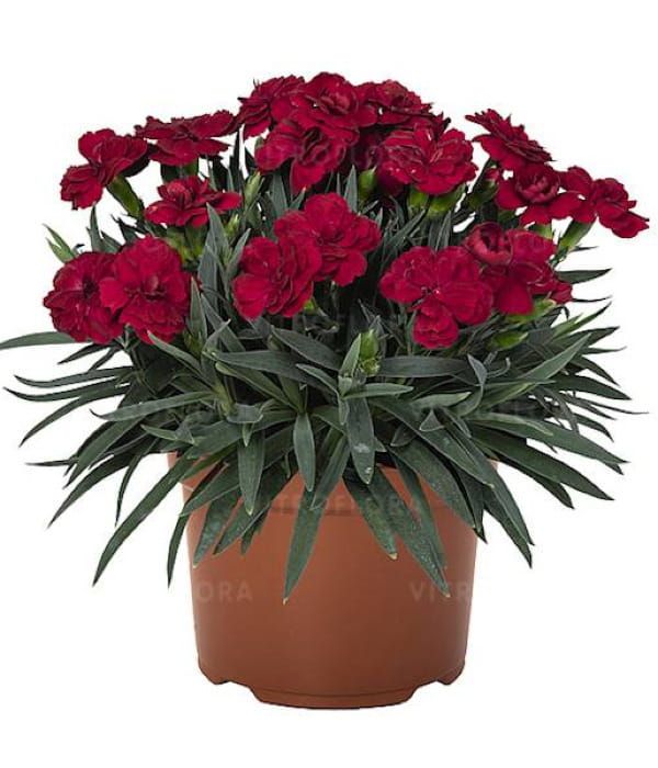 Goździk ‘Peman Red’ –czerwony, kompaktowy goździk ogrodowy