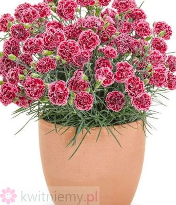 Dianthus Sprint Cherry – niski goździk bylinowy na słoneczne rabat