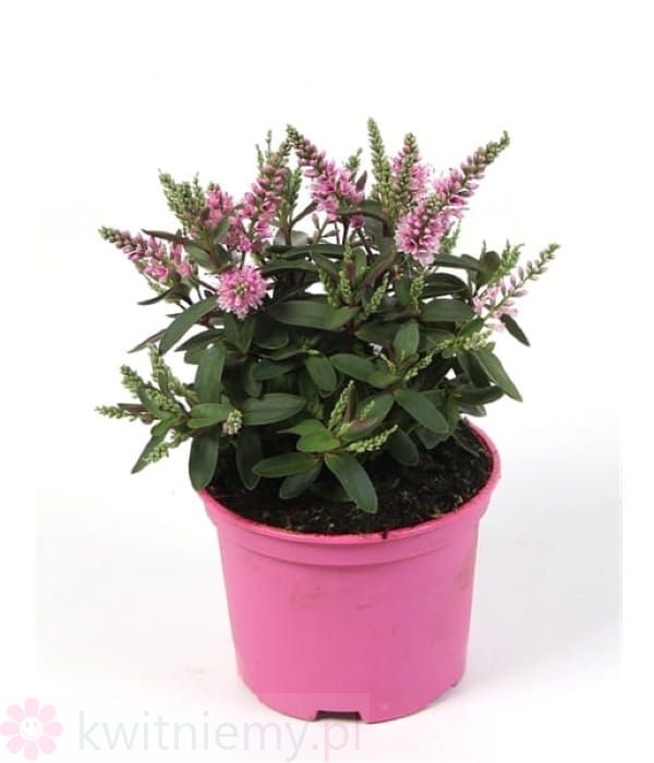 Hebe Naughties Bright Pink – zimozielony krzew o intensywnie różowych kwiatach