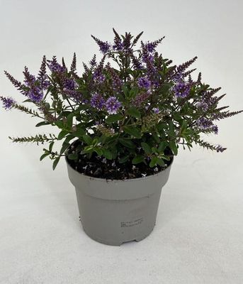 Hebe Naughties Dark Blue – zimozielony krzew o fioletowych kwiatach