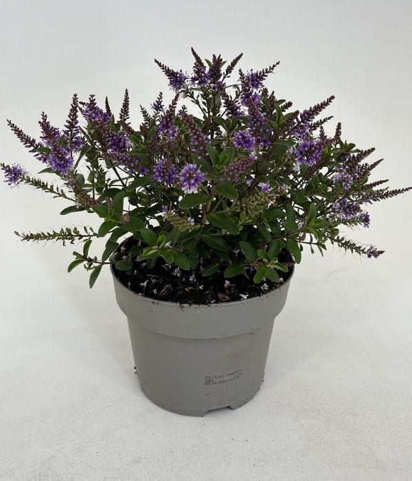 Hebe Naughties Dark Blue – zimozielony krzew o fioletowych kwiatach