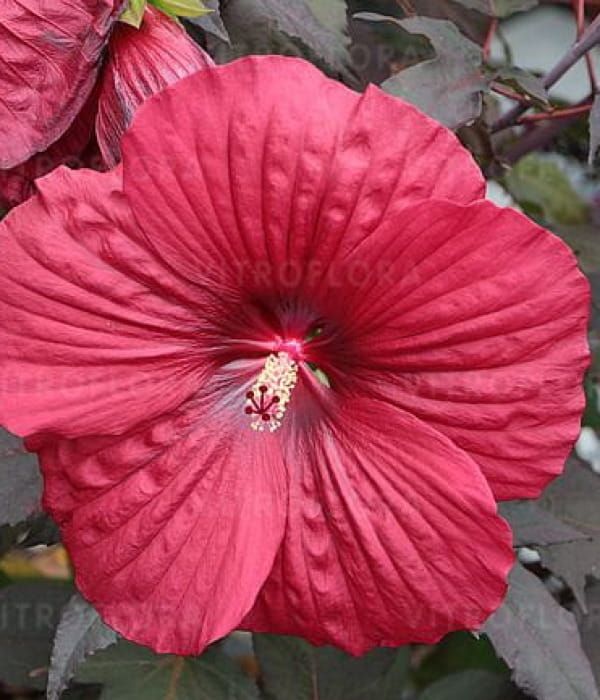 Hibiskus bagienny Summerific® ‘Holy Grail’ – gigantyczne, czerwone kwiaty