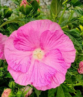 Hibiskus bagienny ‘Pink Wheel’ – gigantyczne, jasnoróżowe kwiaty