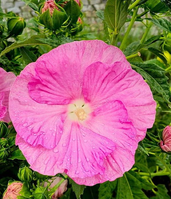 Hibiskus bagienny ‘Pink Wheel’ – gigantyczne, jasnoróżowe kwiaty