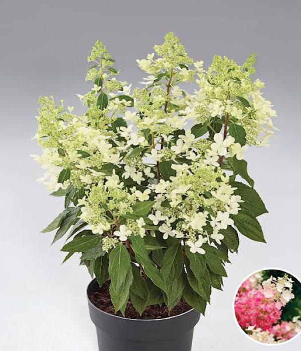 Hortensja bukietowa 'Pandria' – różowo-kremowe kwiatostany