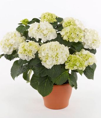 Hortensja ogrodowa 'Crystal Palace' –  białe kuliste kwiatostany