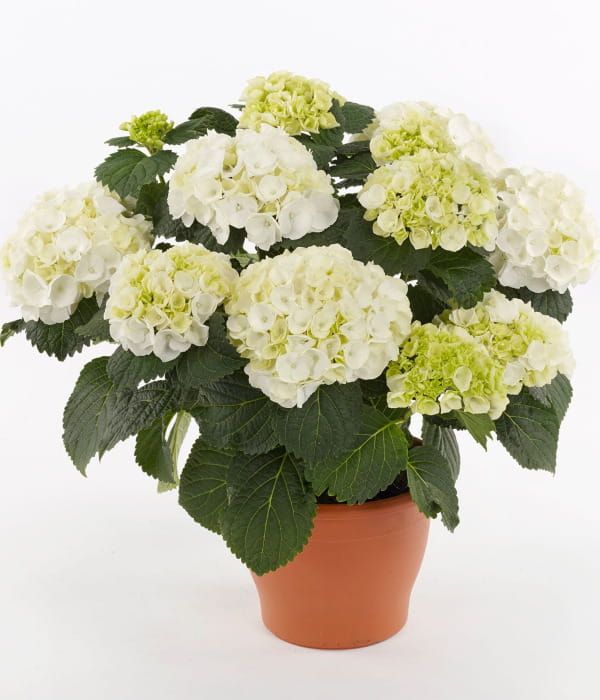 Hortensja ogrodowa 'Crystal Palace' –  białe kuliste kwiatostany