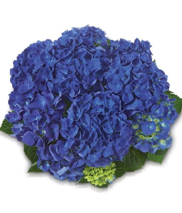 Hortensja ogrodowa 'Jip Blue' – kompaktowa odmiana