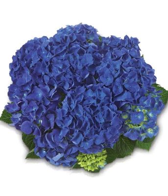Hortensja ogrodowa 'Jip Blue' – kompaktowa odmiana