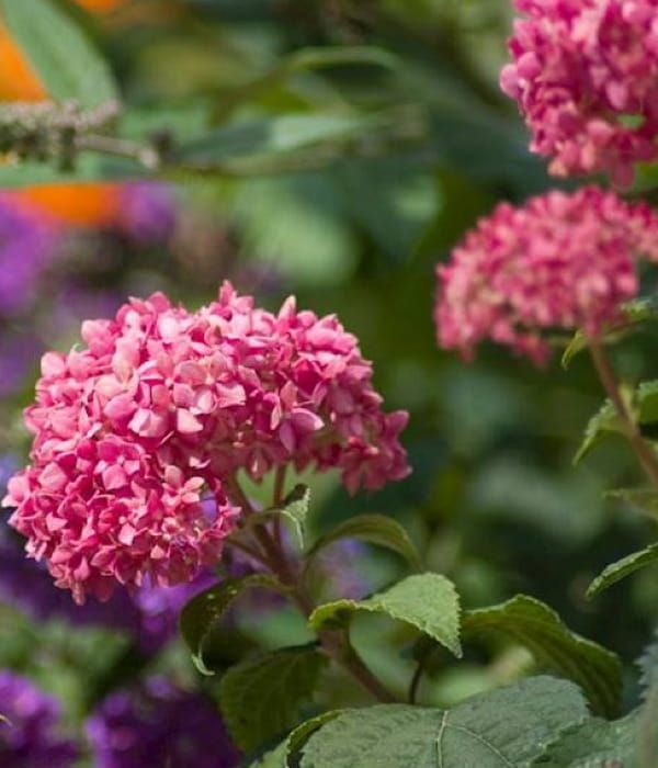 Hortensja Pink Annabelle – duże różowe kuliste kwiatostany