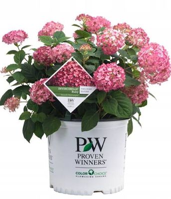 Hortensja Ruby Annabelle – sztywne pędy