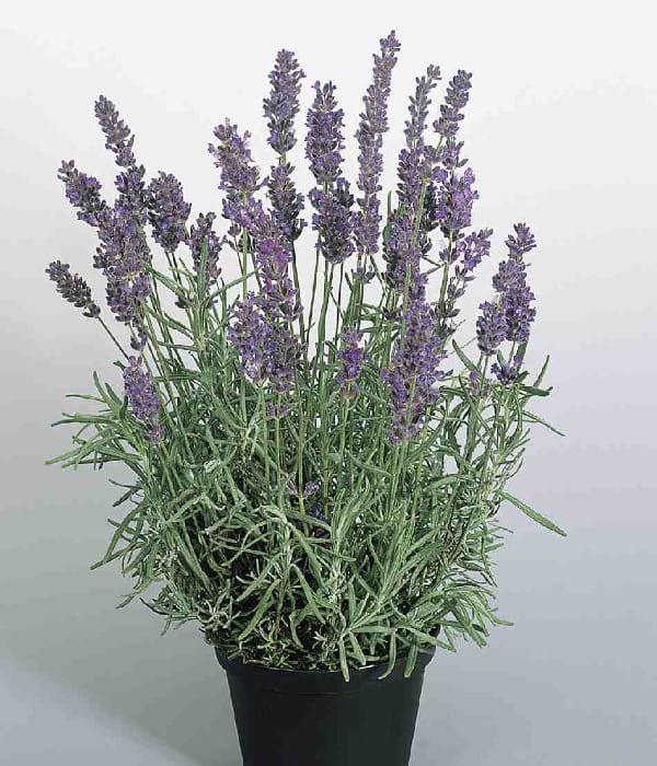 Lawenda 'Hidcote Blue'-zwarty pokrój