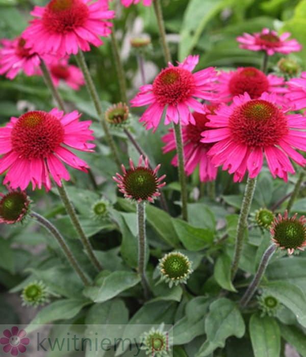 Jeżówka Delicious Candy – intensywnie różowe pełne kwiaty