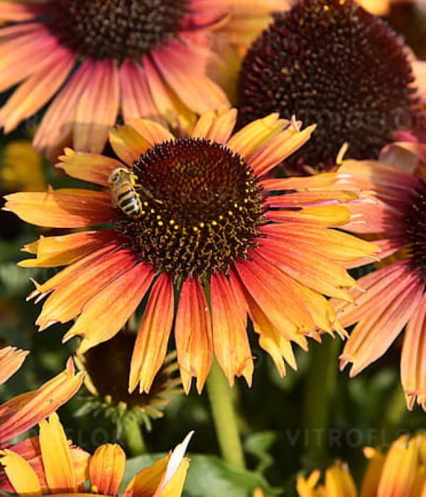 Jeżówka Pearl™ 'Parrot' – dwubarwne kwiaty w odcieniach żółci