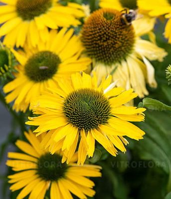 Jeżówka Pearl Yellow Imp – intensywnie żółte kwiaty