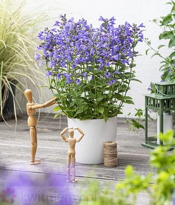 Kocimiętka Blue Planet – niebieskie kwiaty