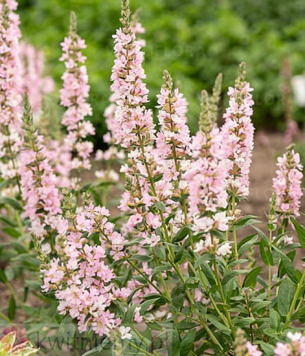 Krwawnica Blush – delikatne różowe kwiaty