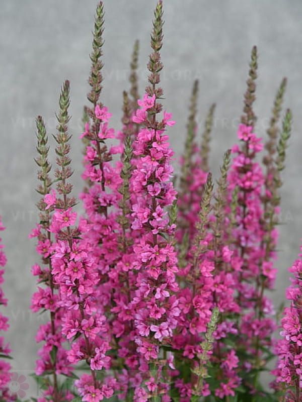 Krwawnica Pink Blush – różowe kwiatostany