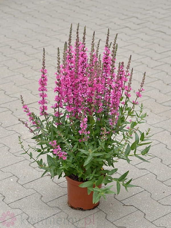 Krwawnica Pink Blush – pokrój rośliny z obfitym kwitnieniem