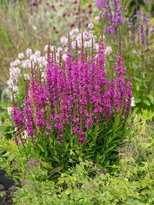 Krwawnica Robin – intensywne purpurowo-różowe kwiaty