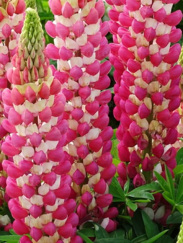 Łubin Rachel de Thame – różowo-kremowe kwiaty