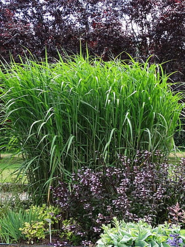 Miskant  giganteus – gigantyczna trawa ozdobna do dużych ogrodów