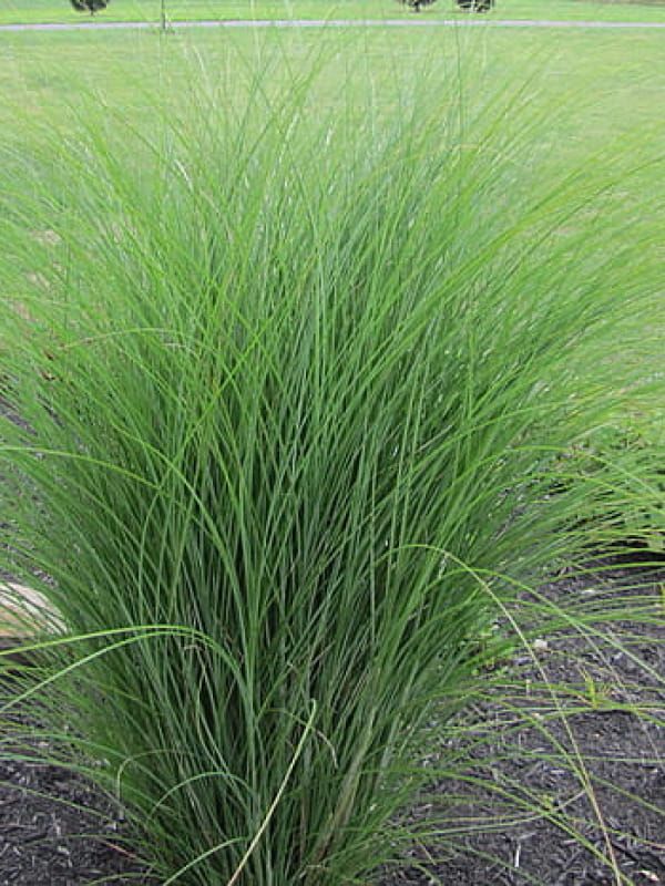 Miskant chiński  'Gracillimus' – trawa o wąskich, przewieszających się liściach