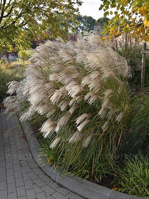 Miskant chiński  'Graziella' – srebrzyste liście i puszyste jesienne wiechy