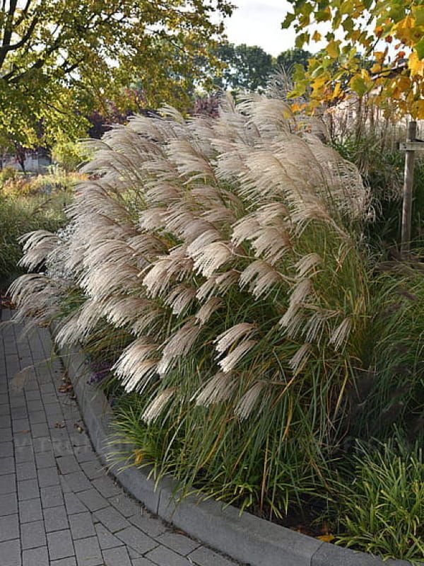 Miskant chiński  'Graziella' – srebrzyste liście i puszyste jesienne wiechy