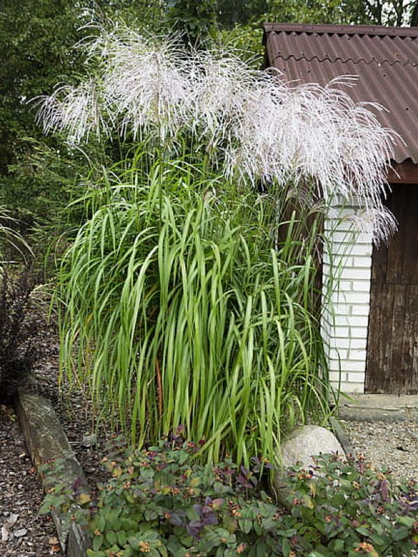 Miskant 'Memory' – srebrzyste wiechy i elegancki, wysoki pokrój