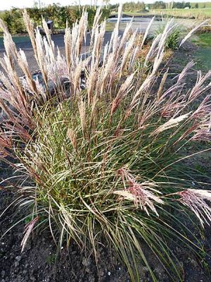 Miskant 'Red Chief' – czerwone wiechy i elegancki, strzelisty pokrój