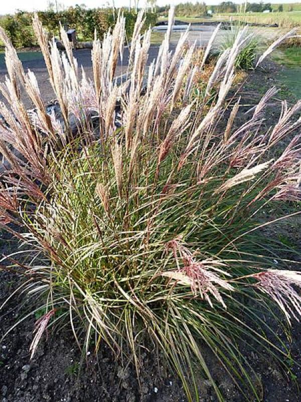 Miskant 'Red Chief' – czerwone wiechy i elegancki, strzelisty pokrój