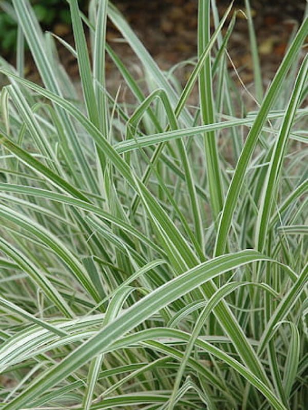 Miskant  chiński 'Rigoletto' – białoobrzeżone liście i dekoracyjne wiechy