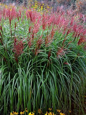 Miskant chiński 'Rotsilber' – czerwone wiechy