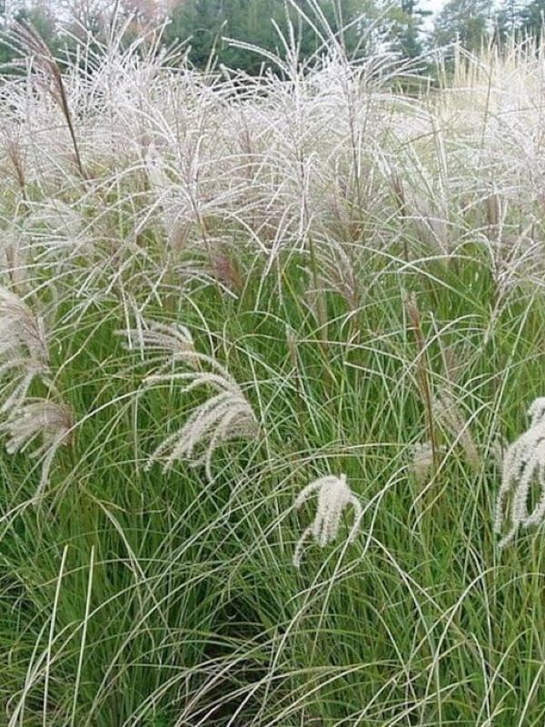 Miskant chiński 'Sarabande' – wąskie liście i lekkie, srebrzyste wiechy