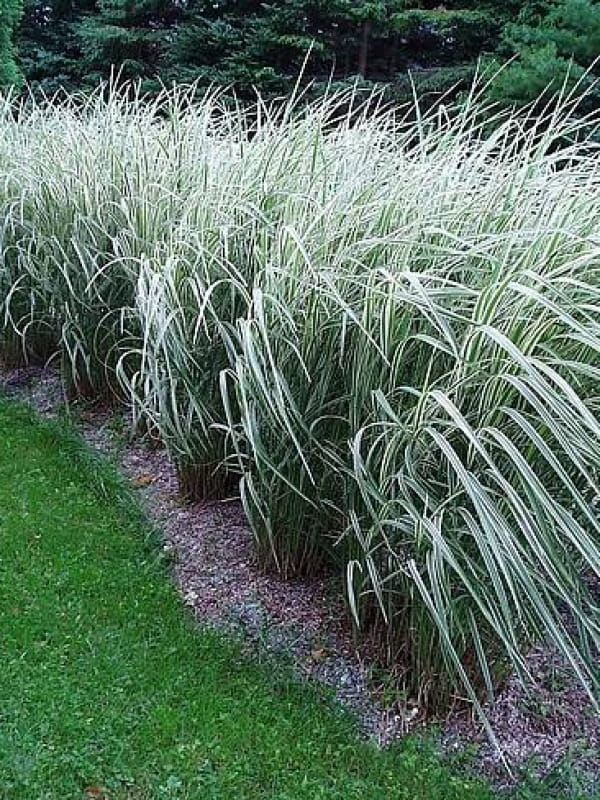 Miskant 'Variegatus' – biało-zielone liście i przewieszający się pokrój