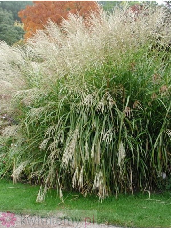 Miskant chiński 'Volcano' – ogniste czerwone przebarwienia