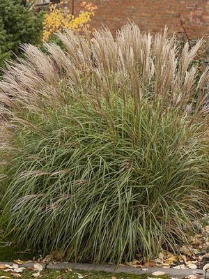 Miskant 'Yaka Dance' – dynamiczny pokrój i czerwone wiechy